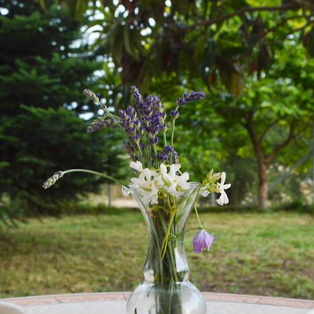 Sunny Retreat With A Garden Terrace Private Room 约阿尼纳 外观 照片